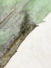 Calycomyza solidaginis