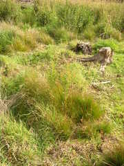 Leucadendron macowanii