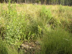 Leucadendron macowanii