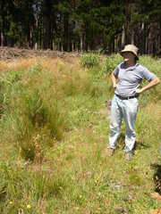 Leucadendron macowanii
