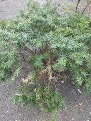 Taxus