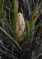 Protea aspera