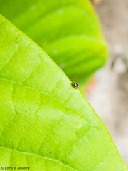 Scymnobius galapagoensis