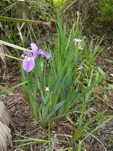 Image of Iris giganticaerulea by (c) Irvin Louque, some rights reserved (CC BY)