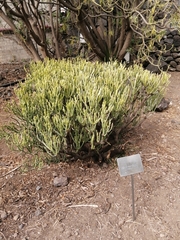 Euphorbia aphylla
