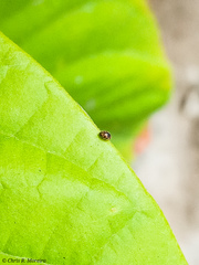 Scymnobius galapagoensis