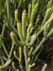 Euphorbia aphylla