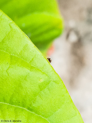 Scymnobius galapagoensis