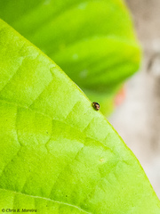 Scymnobius galapagoensis