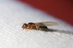 Crematogaster matsumurai