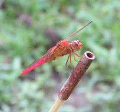 Libellula croceipennis