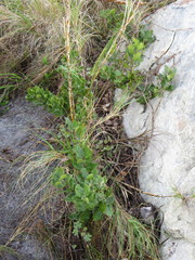 Morella kraussiana