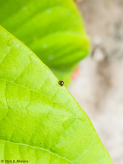 Scymnobius galapagoensis