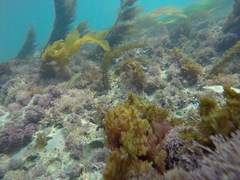 Halichoeres californicus