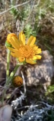 Senecio arniciflorus