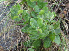 Morella kraussiana