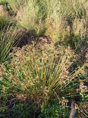Cyperus polystachyos polystachyos