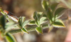 Indigofera sp7