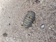 Chitonoidea