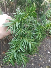 Taxus