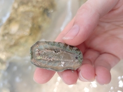 Chitonoidea