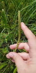 Plantago virginica