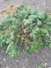 Taxus