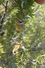 Aspalathus hirta hirta