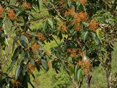 Miconia dolichorrhyncha