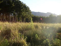 Leucadendron macowanii