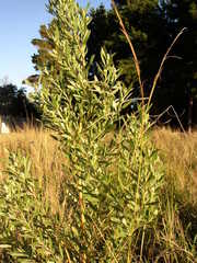 Leucadendron macowanii