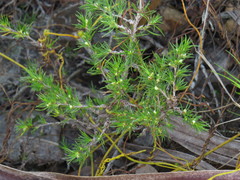 Cliffortia atrata