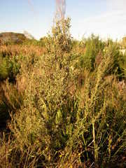 Leucadendron macowanii
