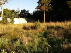 Leucadendron macowanii