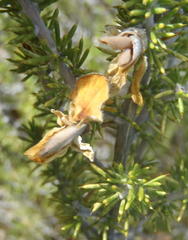 Aspalathus hirta hirta