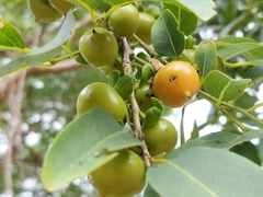 Diospyros montana