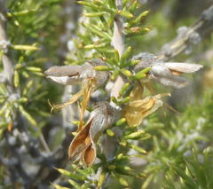 Aspalathus hirta hirta