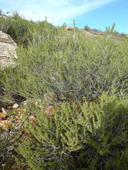 Aspalathus hirta hirta