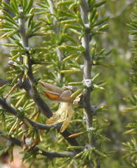 Aspalathus hirta hirta