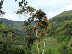 Miconia dolichorrhyncha