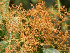 Miconia dolichorrhyncha