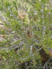 Aspalathus hirta hirta