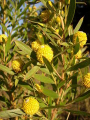 Leucadendron macowanii