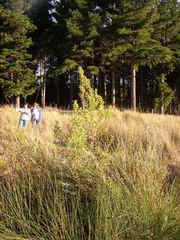 Leucadendron macowanii