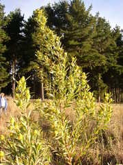 Leucadendron macowanii