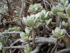 Adromischus caryophyllaceus