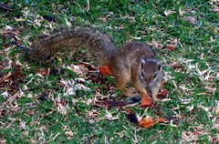 Paraxerus cepapi cepapi