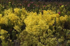 Leucadendron platyspermum