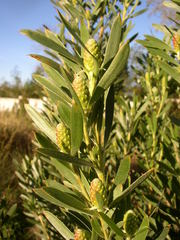 Leucadendron macowanii