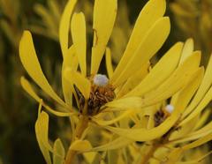 Leucadendron platyspermum